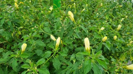 Selective focus of Damiana flower (Turnera diffusa) in the garden. Yellow flowers on the bush. Beautiful yellow sage rose flower are blooming and can be used as herbal medicine. Natural herbs.