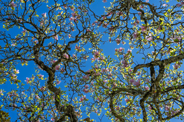 Magnolia en fleurs sous ciel bleu – vue en contre-plongée
