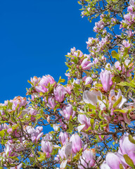 Magnolia en fleurs sous ciel bleu – vue en contre-plongée