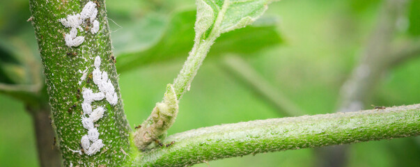 the leaf miner insect,use for pesticide or insecticide product concept,cover page,copy space	
