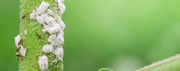 the leaf miner insect,use for pesticide or insecticide product concept,cover page,copy space	
