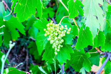 Tiny, developing green grapes nestled among vibrant green leaves on a healthy vineyard vine, symbolizing new growth.