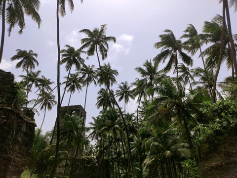 coconut plam tree plantation in green and blue sky in summer for background
