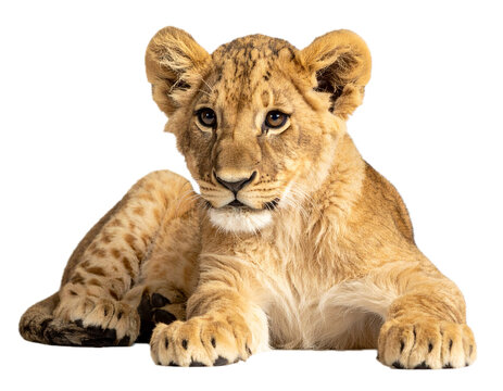 cute playful baby lion resting PNG transparent background isolated graphic resource