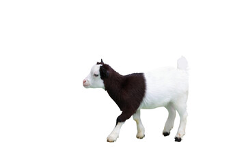 Pygmy goat isolated on transparent background png file