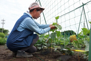 家庭菜園　シニア女性