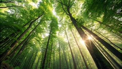 Naklejka premium Sunlit Canopy Natures Lush Embrace Beneath Towering Forest Giants