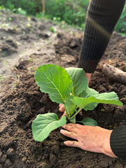 Hands planting young vegetable seedling in soil at sunset