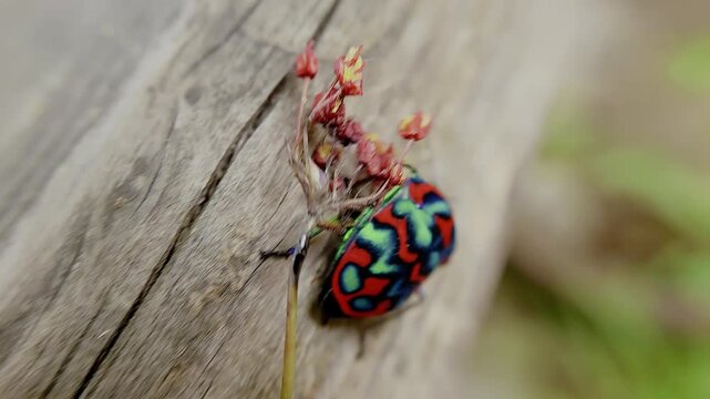 한국,곤충,큰광대노린재,노린재,Korea, Insects,Poecilocoris splendidulus,a stinkbug