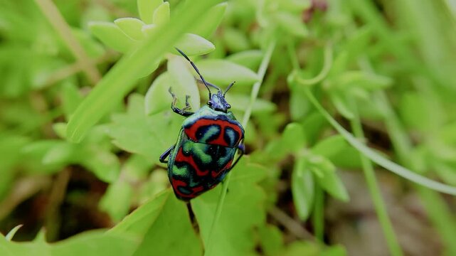 한국,곤충,큰광대노린재,노린재,Korea, Insects,Poecilocoris splendidulus,a stinkbug