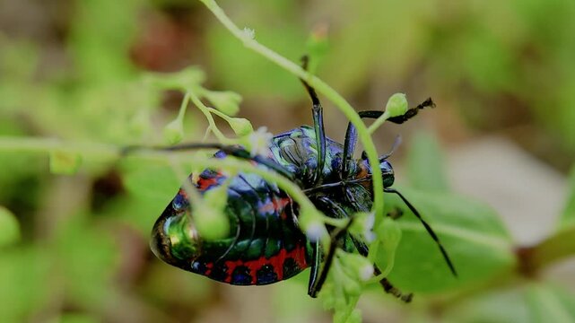한국,곤충,큰광대노린재,노린재,Korea, Insects,Poecilocoris splendidulus,a stinkbug