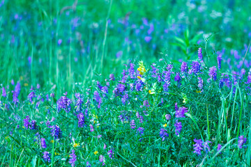 Summer nature background with bright wild flowers.