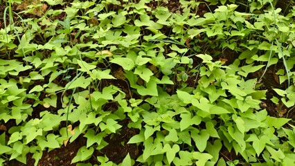 Sweet Vines in a Garden