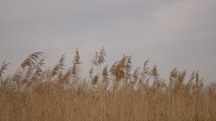 Golden dry reeds swaying in the wind under a cloudy sky