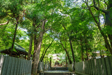 そよ風に靡く緑がまぶしい初夏の保久良神社