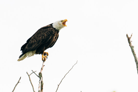 Side view of a bald eagle vocalizing