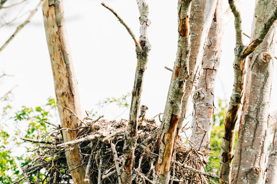A newly hatched bald eagle baby sitting in a nest
