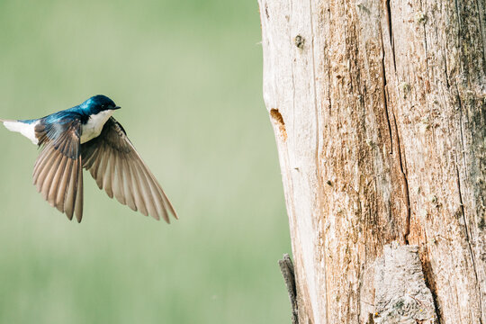 A male tree swallow coming back to the nest