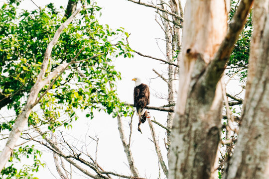 Fototapeta View from behind of a bald eagle with a duck in the forest