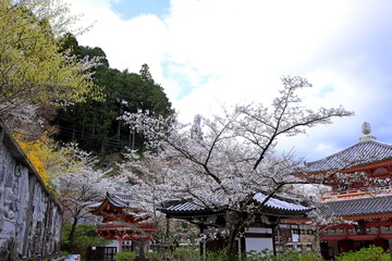 Tsubosaka-dera with cherry blossoms, with a large Buddha statue amidst cherry trees at Nara Japan