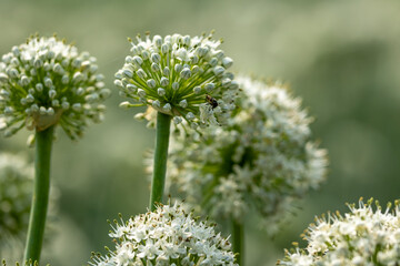 Close-up of Onion Flower with Insect Pollinator. Close-up View of Onion flower