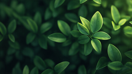 This picture shows a vibrant green leaf with sunlight filtering through, casting dappled shadows, giving a fresh and natural feeling.