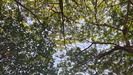 Tree canopy with sunlight filtering through the leaves.
