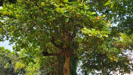Fototapeta premium A tree with lush green foliage under the sunlight.