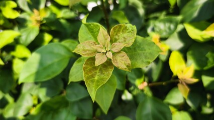 Closeup shot of vibrant bougainvillea leaves