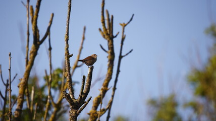 Wren joining the dawn chorus
