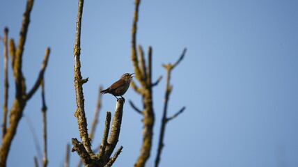 Wren joining the dawn chorus