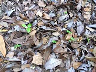 初夏の林の落葉の地面から生える若葉