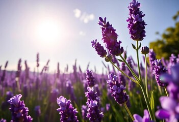 Naklejka premium Sun-drenched lavender field, vibrant purple blooms against bright sky, purple, flowers