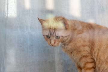 Close-up of a ginger cat sitting on a windowsill. A charming close-up of a domestic ginger cat sitting on a windowsill. The cat has vibrant orange fur