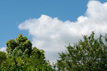 sky and tree,White clouds over green trees, White clouds in blue sky over beautiful landscape, Summer season. Web banner. Clear sky with forest