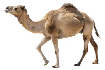 camel for eid al adha isolated on white background