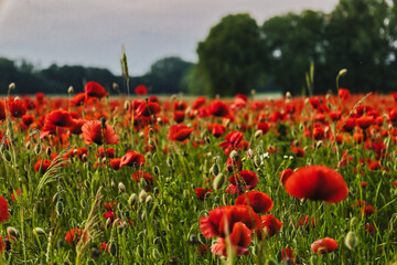 Red Poppy Flower in the Field Summer  Flowers Poppies Blossom Wildflower Wild Mohn Sunset Sunrise Clouds Wonderful Nice Colorful Beautiful Sunny
