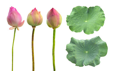 Lotus buds and leaves isolated on white
