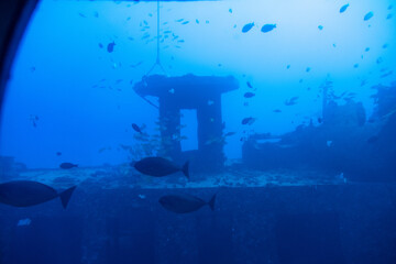 School of fish move through submerged reef structure with soft light filtering from above, Oahu, Hawaii, December 1, 2019