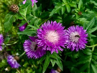 Landscape photo with a close-up view of purple cornflower flowers (Psephellus dealbatus) with a bee on them on a blurred green background