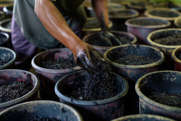 Hand harvesting black tea leaves in large buckets at a local tea processing facility in the afternoon light. Generative AI