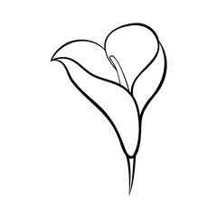 Elegant line art illustration of a beautiful calla lily blossom with clean lines