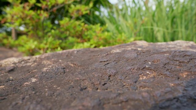 Dolerite Rock Surface with Swaying Grass and Trees in Mountain Forest