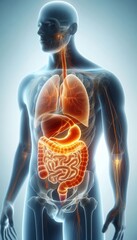 Medical Illustration of Semi Transparent Human with Highlighted Digestive Organs