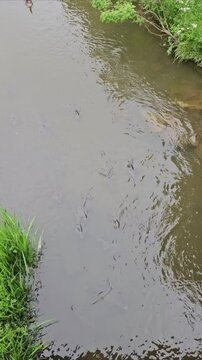 grass The landscape where the carp from the lakeside is relaked