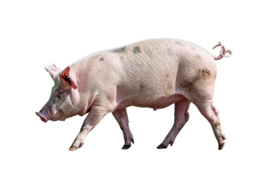 A pink pig with dark spots walking on a black background in a full shot side view of the animal