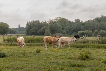 cows in the field