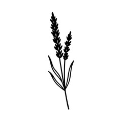 Simple elegant black and white hand drawn lavender flower illustration on white background
