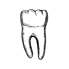 Healthy tooth with roots sketch illustration. Tooth anatomy, healthcare, and oral hygiene. Outline engraving doodle clipart isolated on white background