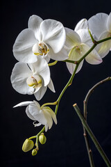 Obraz premium Elegant White Orchid Blooms Against Dark Background